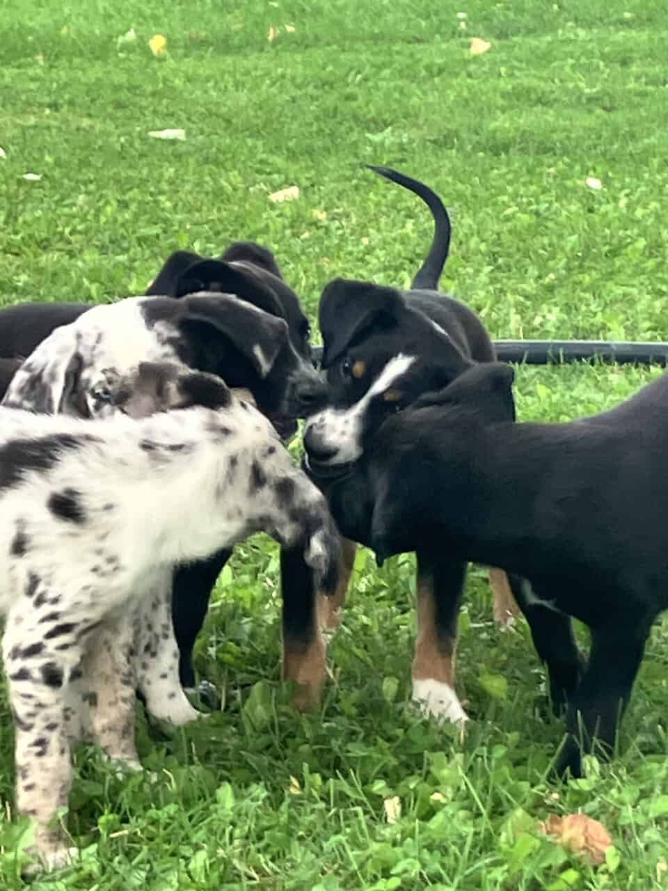 Australian Shepherd/Catahoula image 10