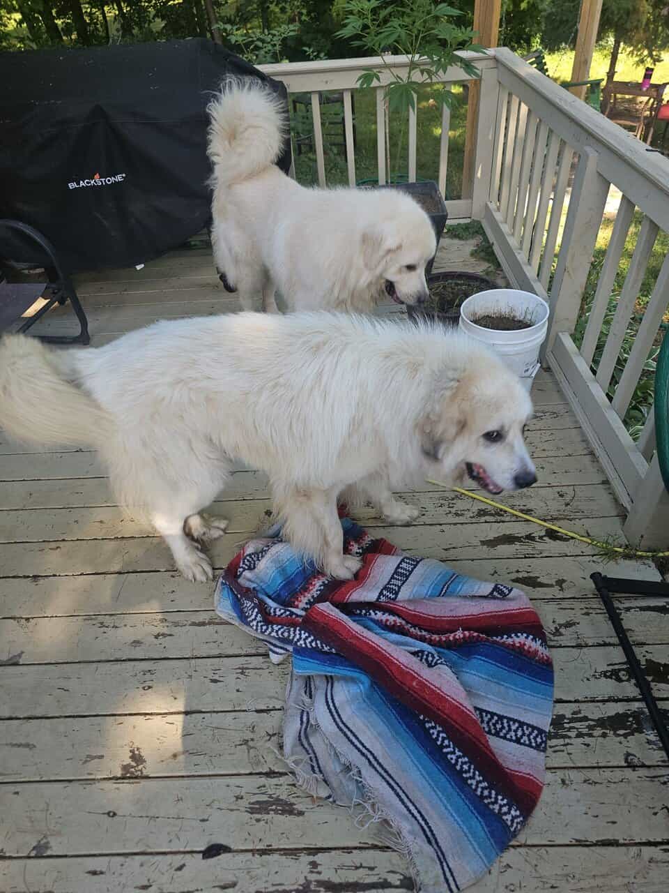 2 yr old Great Pyrenees brothers 3% wolf image 1