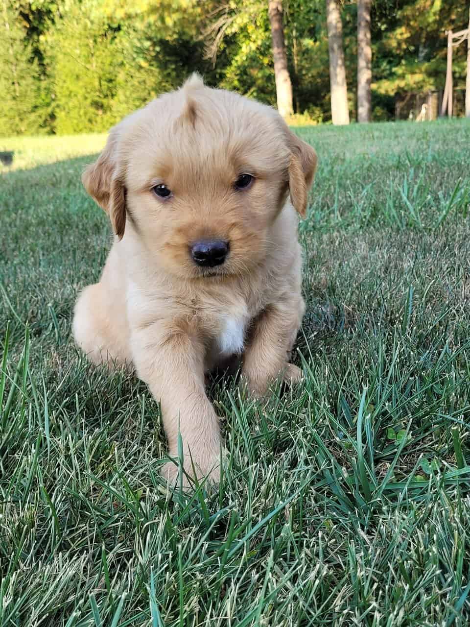 Golden Retriever puppies image 9