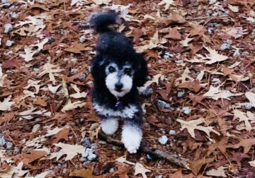 Charlee – Phantom Stud