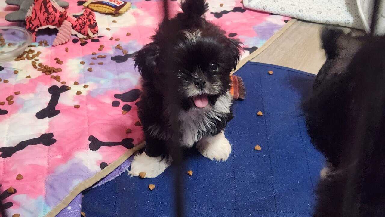 AKC Shih Tzus image 1