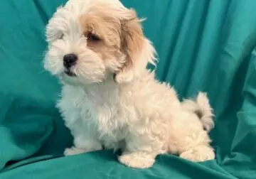 Maltipoo puppies