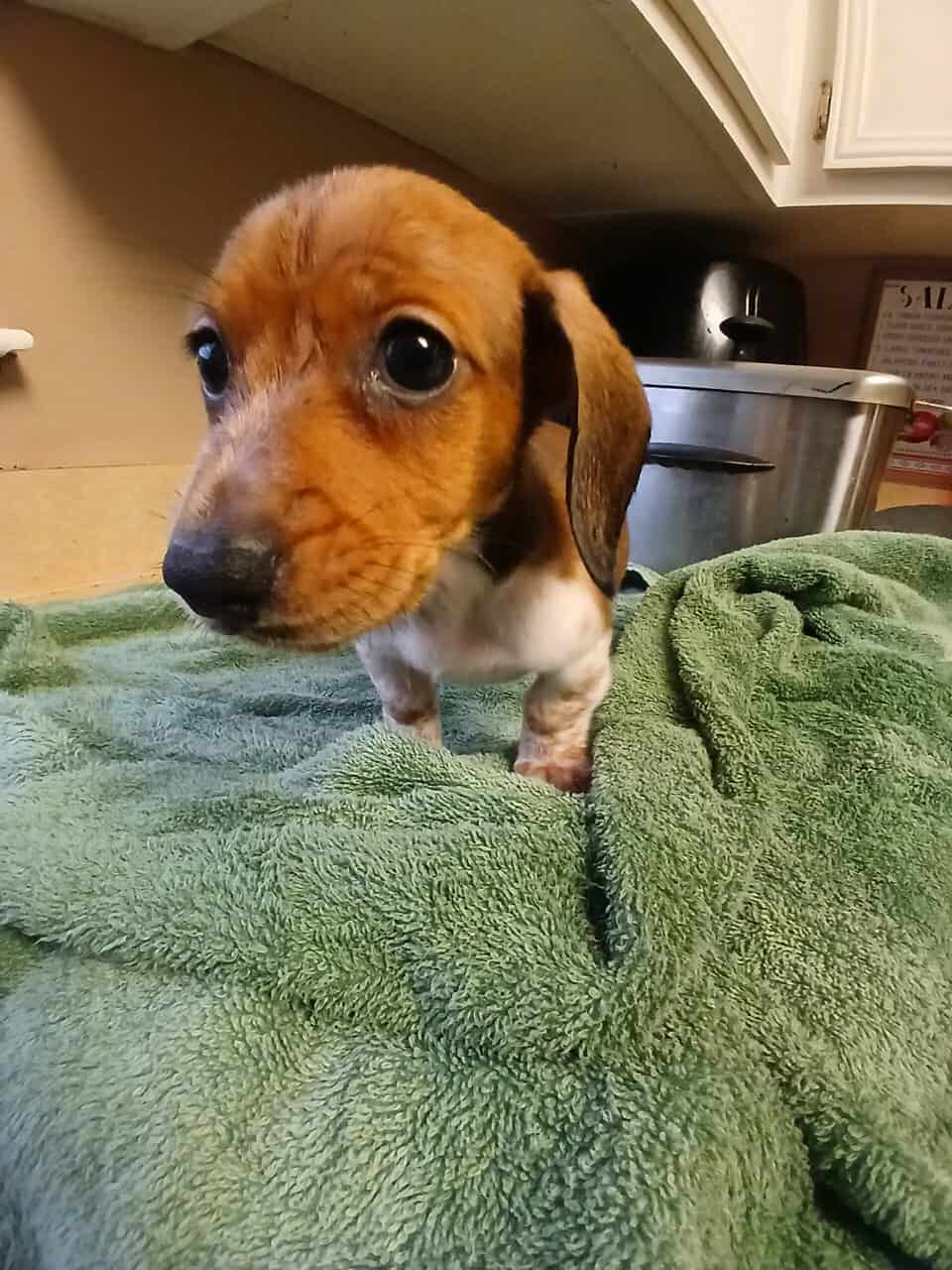 Dachschund puppies mini image 2