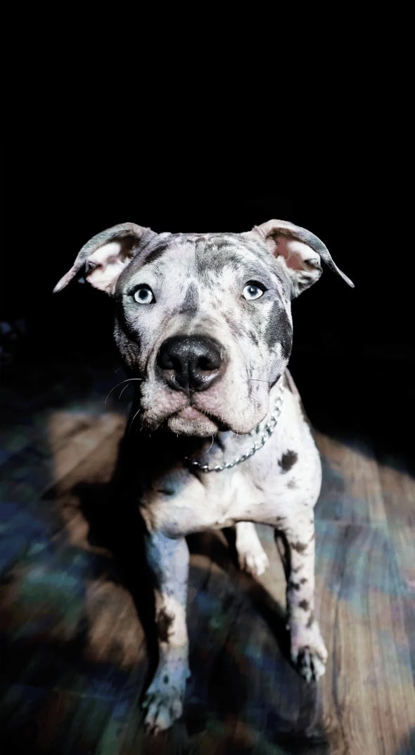 3 Year Old (Female) Bully/Pitt image 1