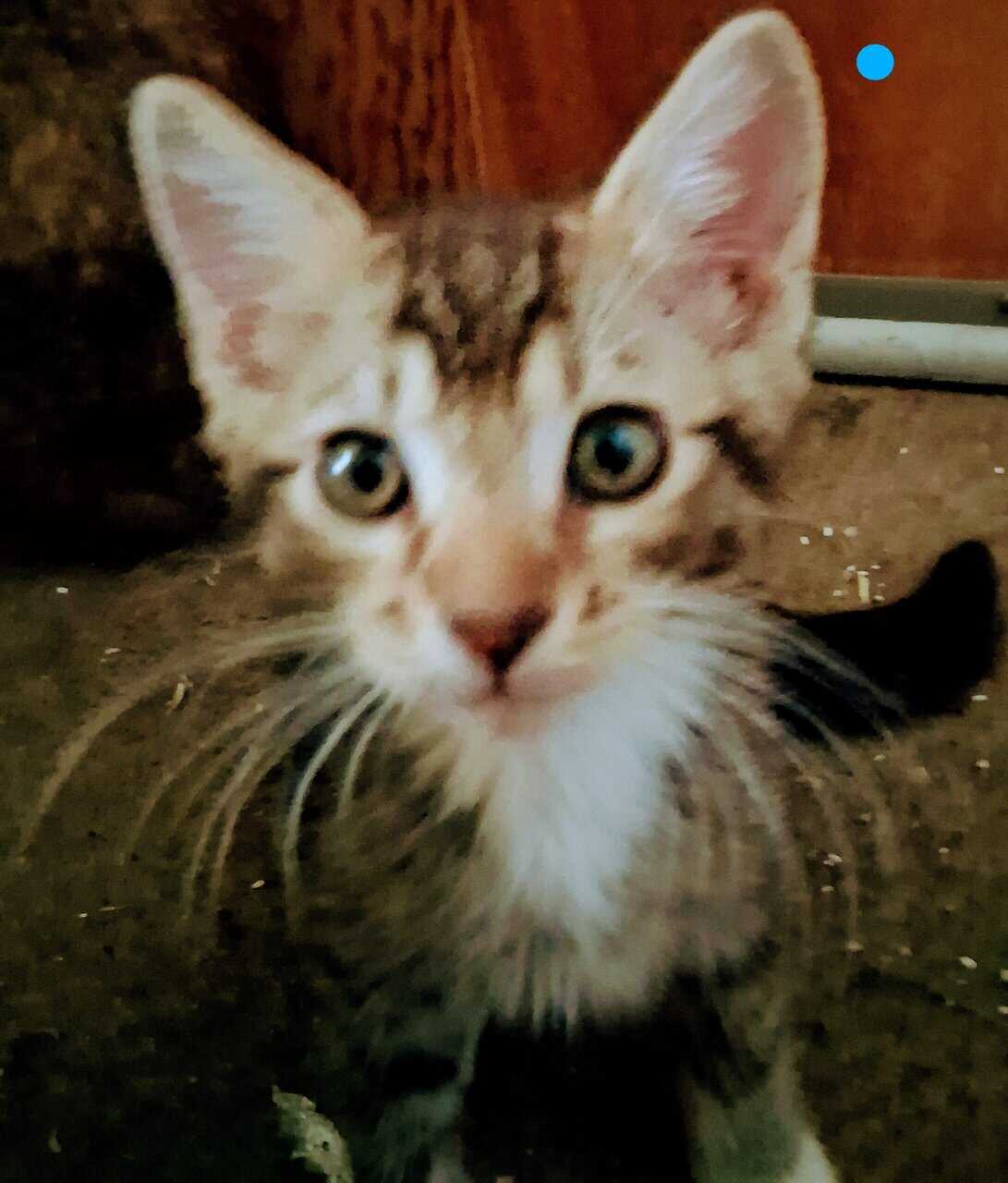 Soft , Sweet kittens for adoption. image 5