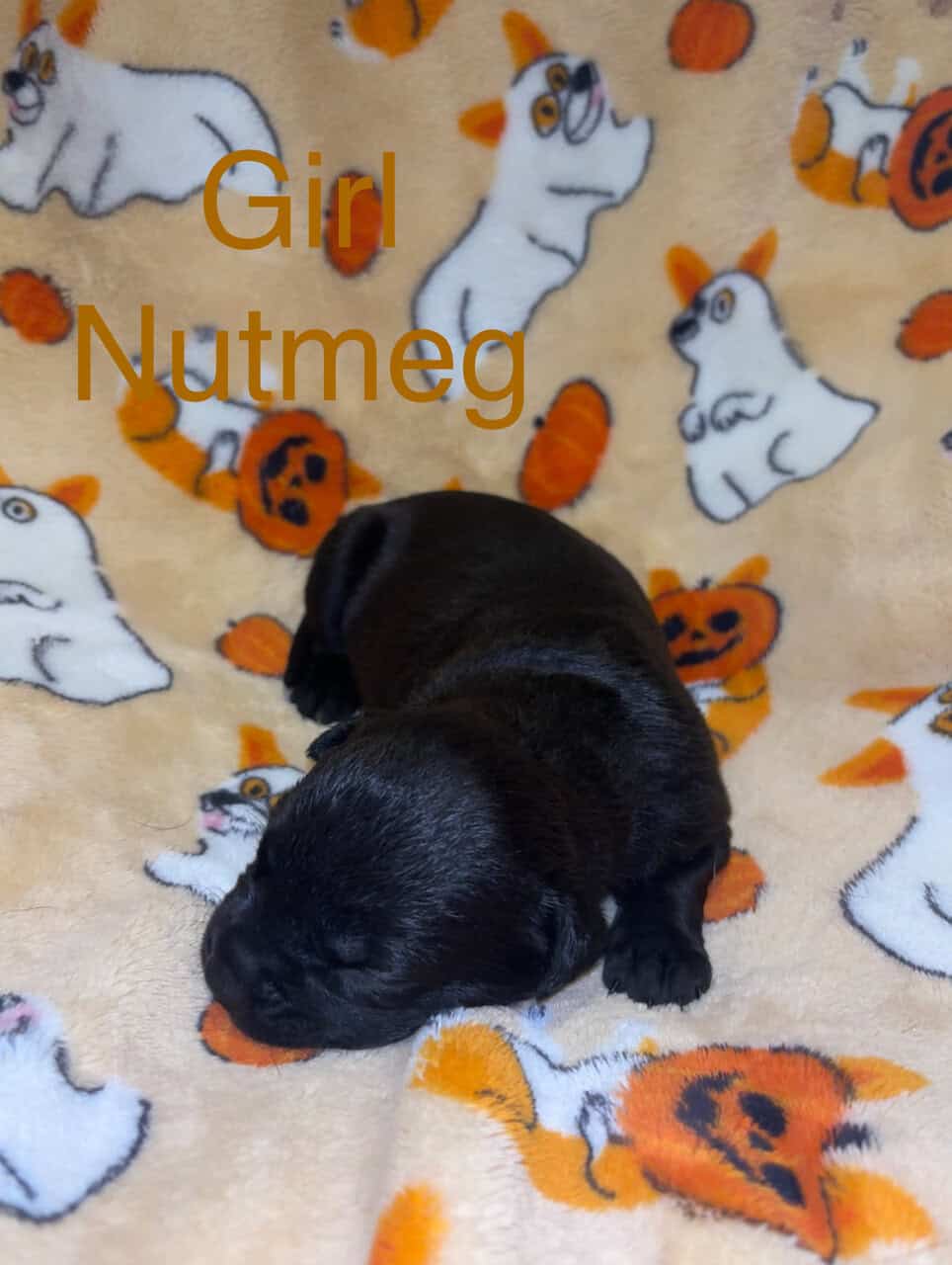 Lab/Pit Puppies image 5