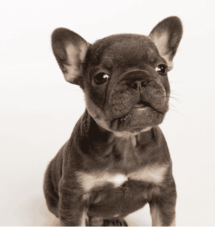 French Bulldogs image 4