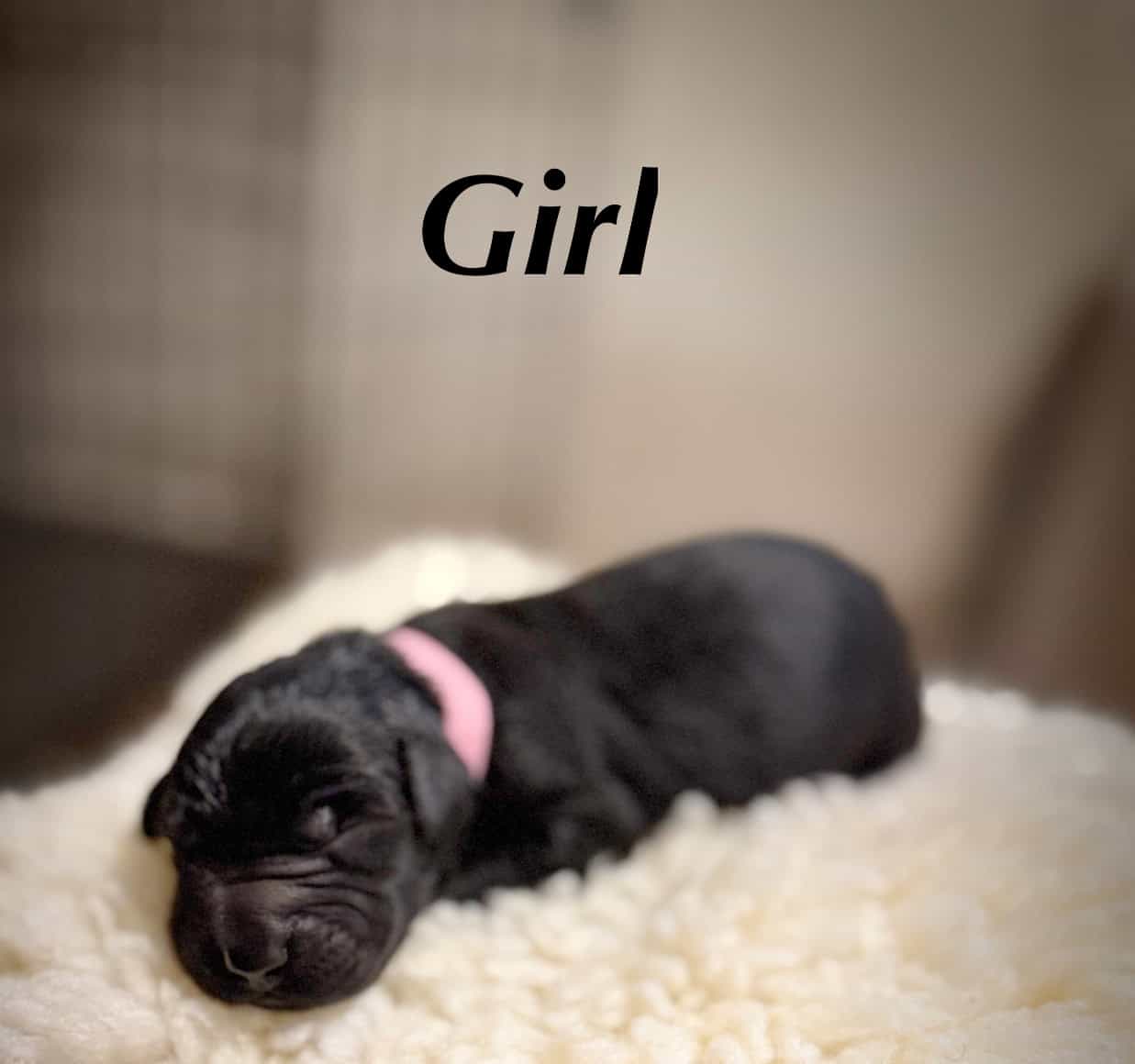Giant Schnauzer/Great Dane mix Puppies image 10