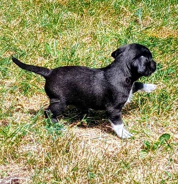 Very lovable 8wk M/F mini poodle mix image 5