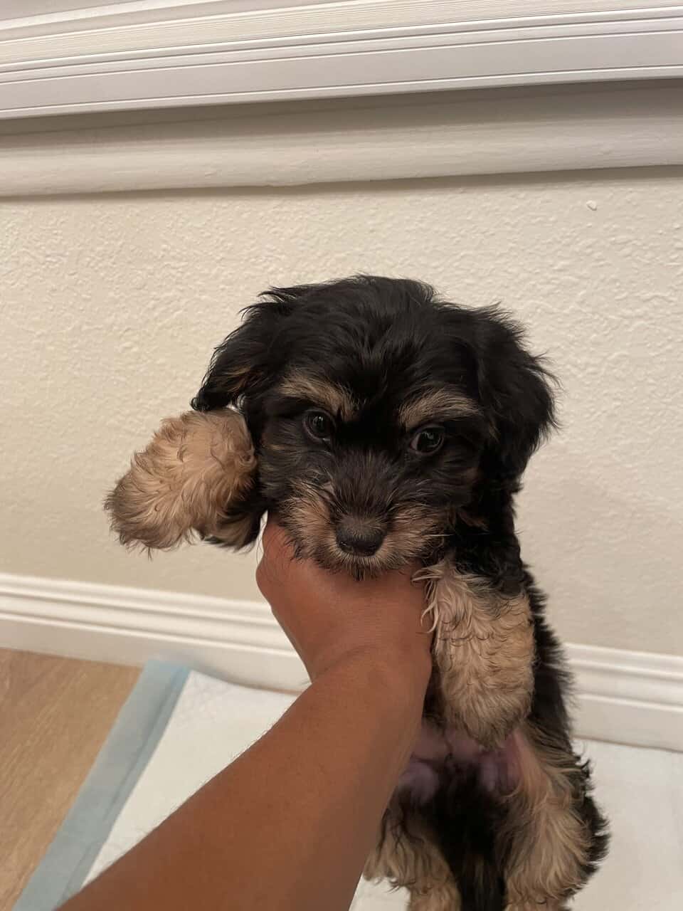 Buddy image 6