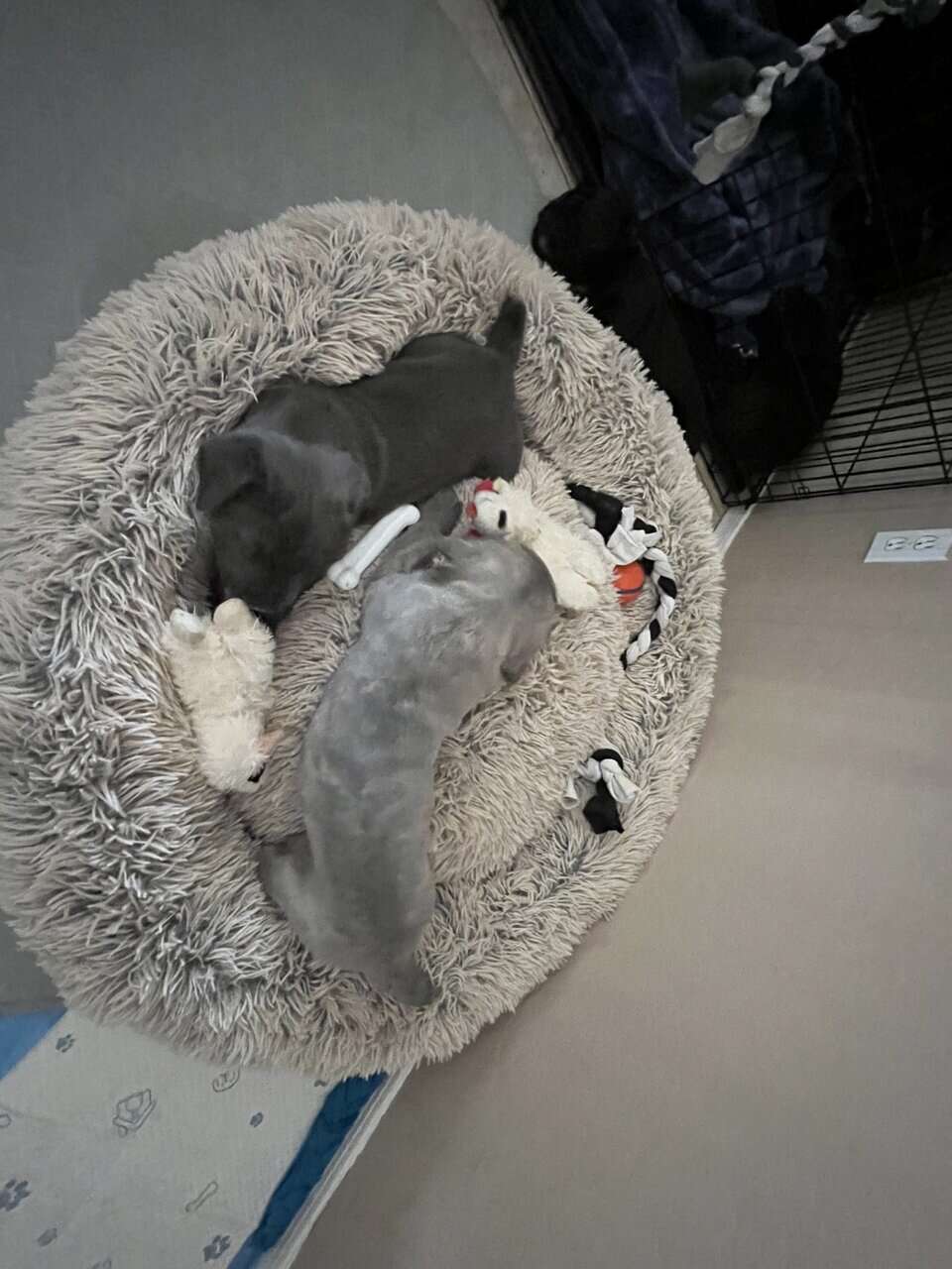 Cane Corso Puppy’s looking for there Furr Ever luv image 17