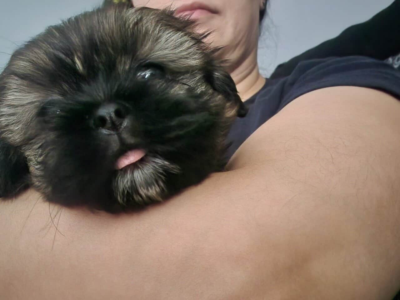 AKC Shih Tzus image 2