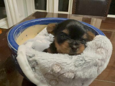Yorkie Pup-female