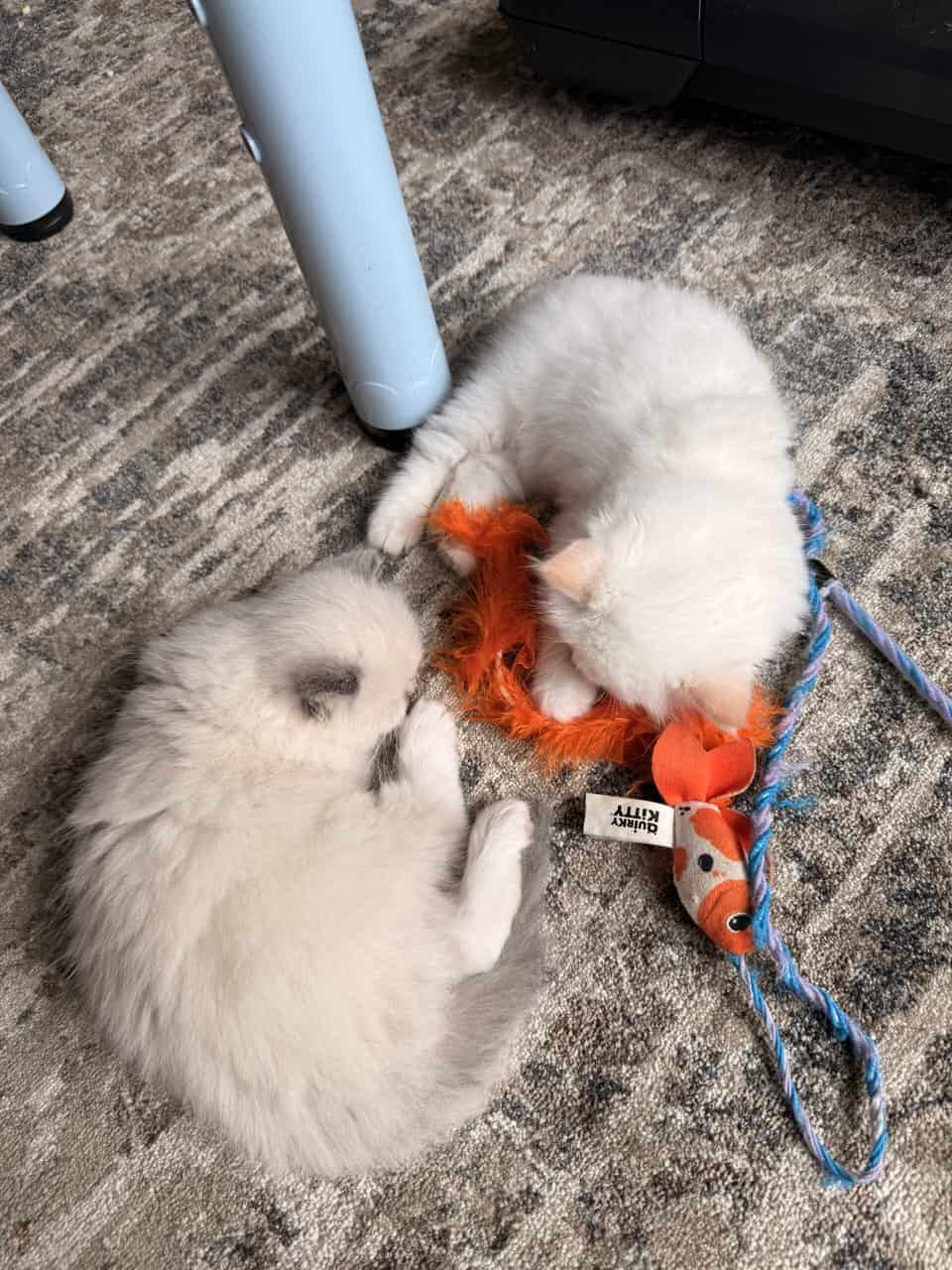 Ragdoll kittens for sale image 4