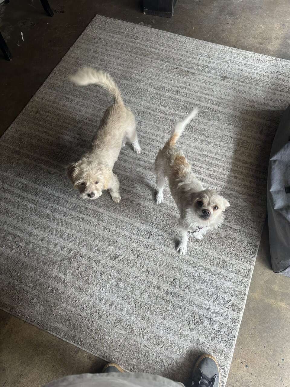 Terrier mix image 2