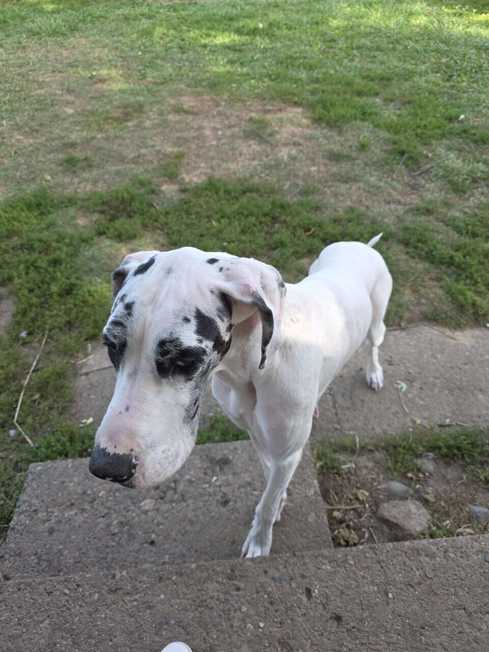 Mastiff/Great Dane image 1