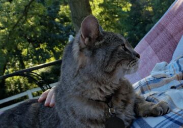 Senior Part Siamese Cat