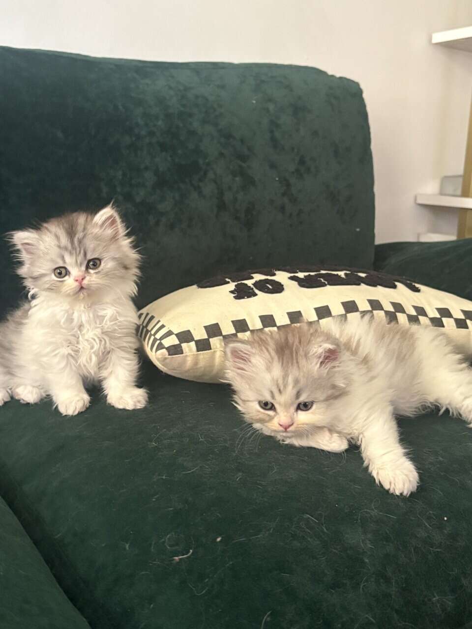 Perrrsians kittens image 2