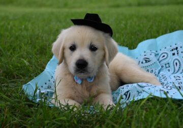 Brandon English cream