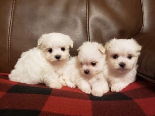 Male Maltese A.K.C. Puppies For Sale