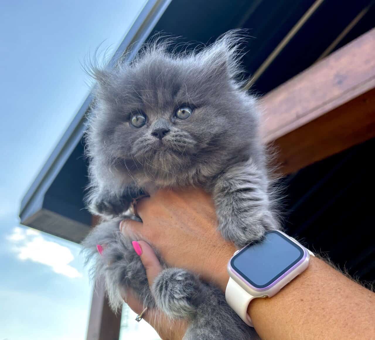 Persian Kittens image 1