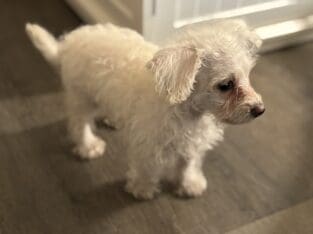 Maltipoo Chihuahua Puppy