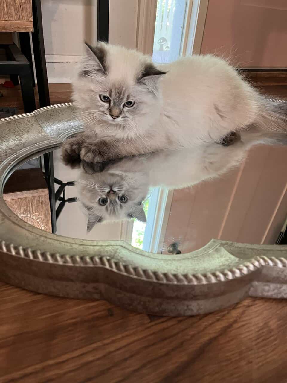 Vanilla is a Seal Point Himalayan Cat 1.5 Yrs Old image 3
