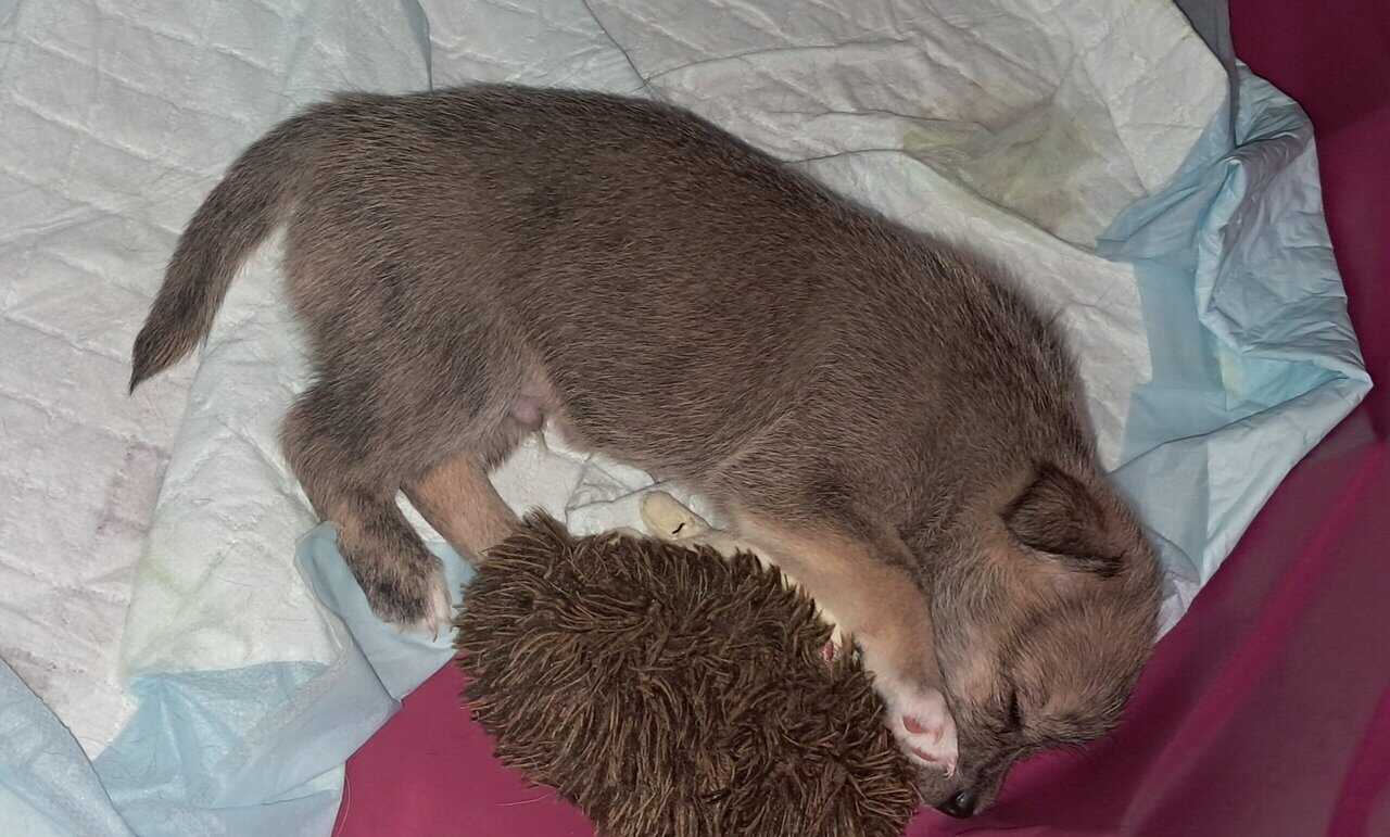 Litter of 4 born 8/1 Chihuahua and Chichi image 7