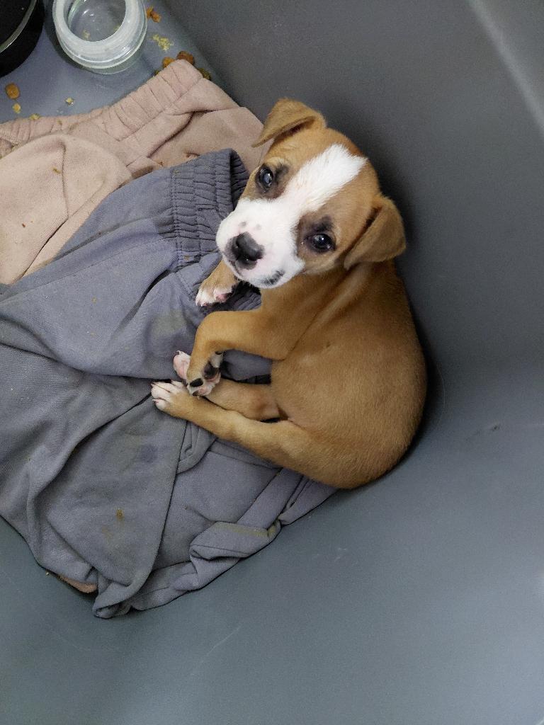 Puppie pit for sell image 3