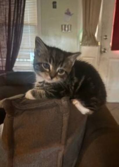 *8 WEEK OLD KITTENS image 1
