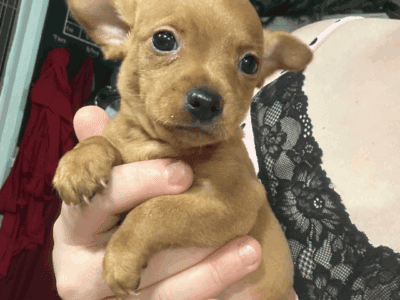 Purebred Chihuahua pups