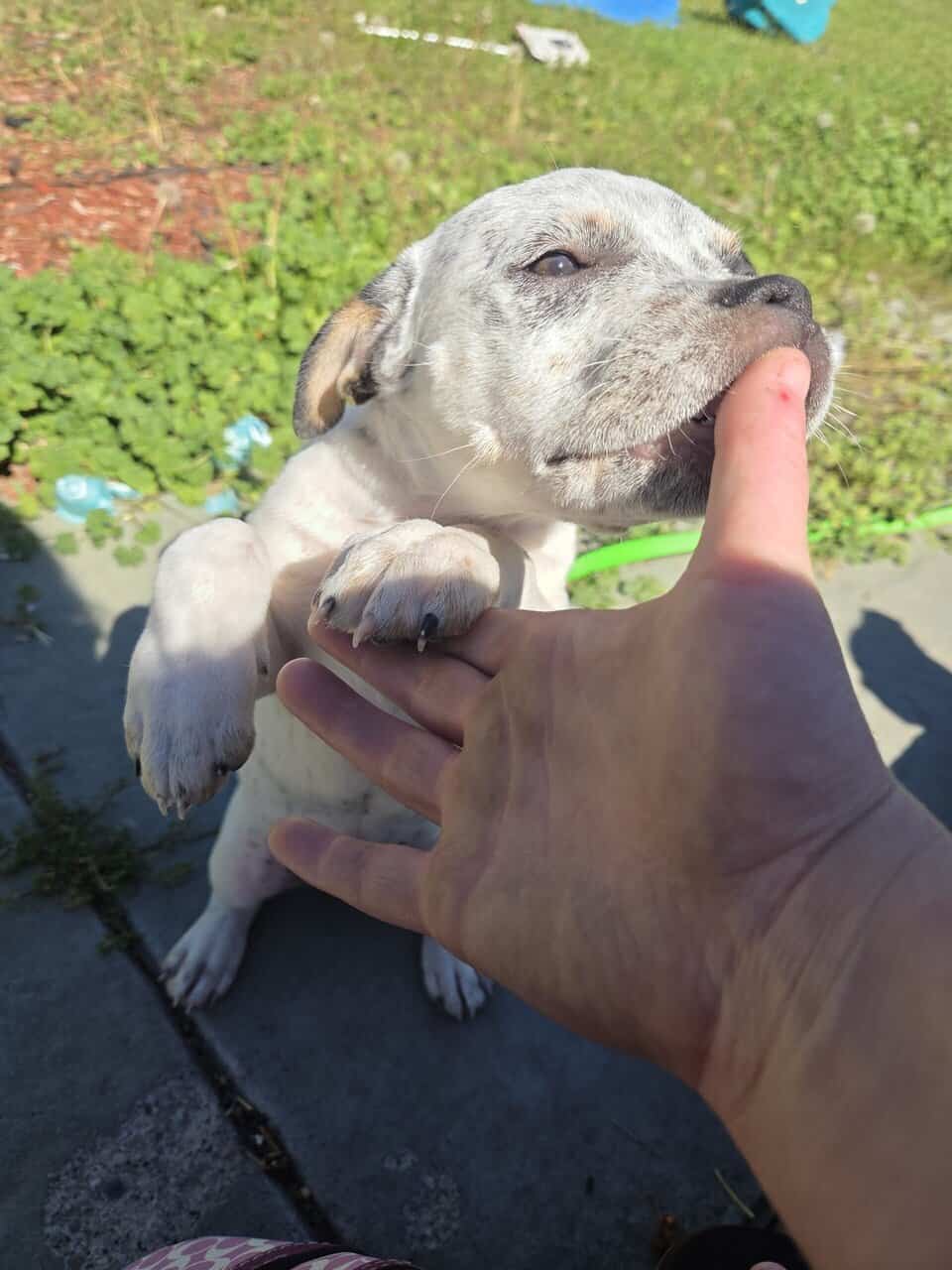 Pitt bull/Blue heeler mix puppies for sale image 2