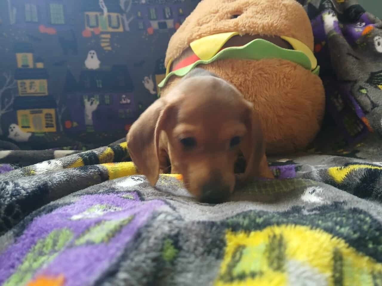 Dachshund puppies image 2