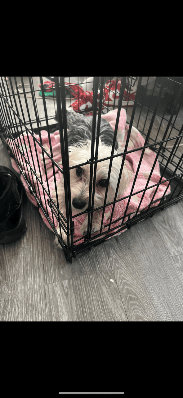6MO YORKIE image 3