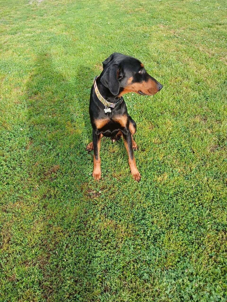 Male 2 year old Doberman image 5