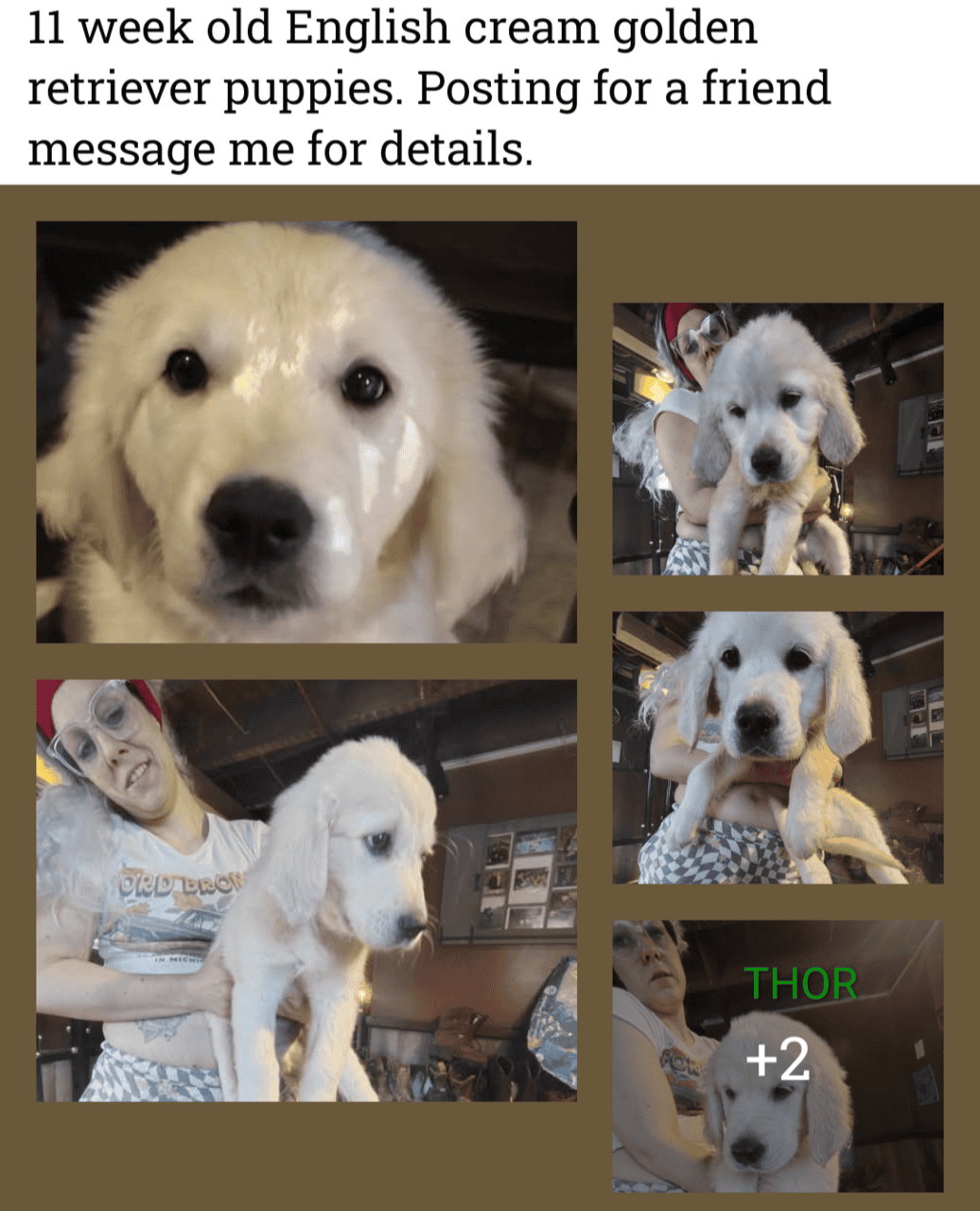 English cream golden retriever puppies image 7