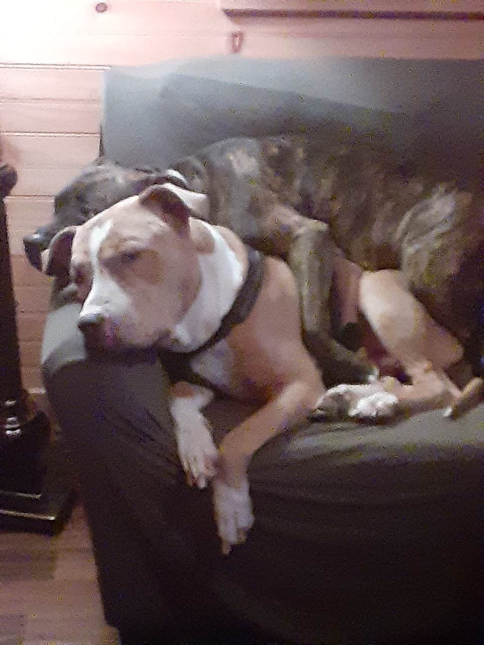 Leaving state and can't take my dog image 4