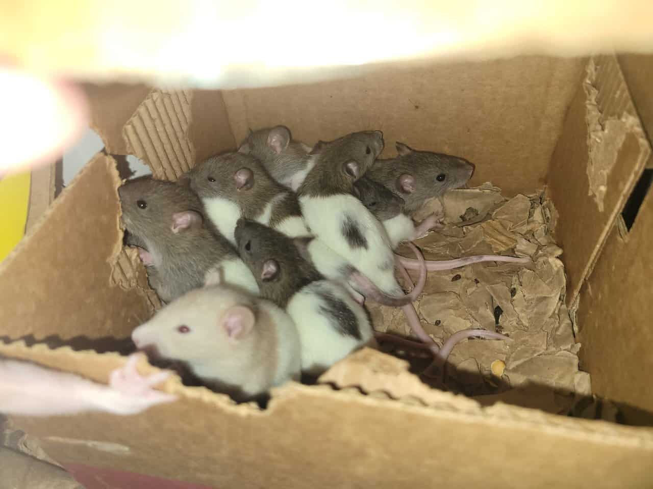 Socialized Fancy Rats image 3