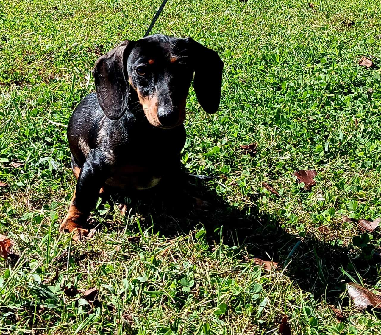 For Sale CKC Dachshund Female Puppy image 2
