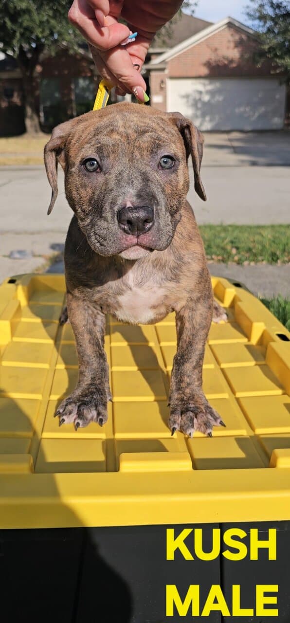 AMERICAN BULLY PUPPIES image 2