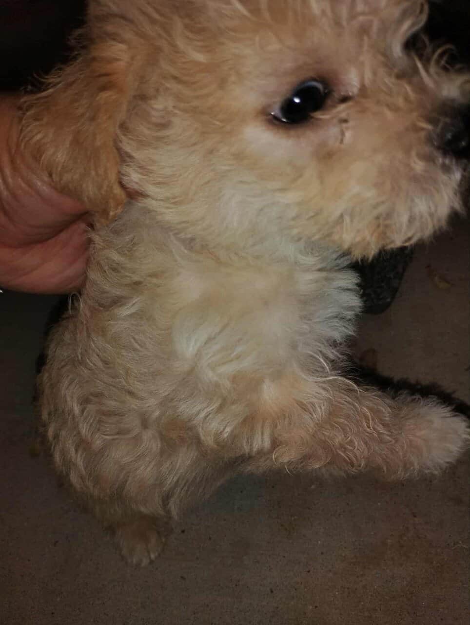 Incredibly adorable puppies image 5