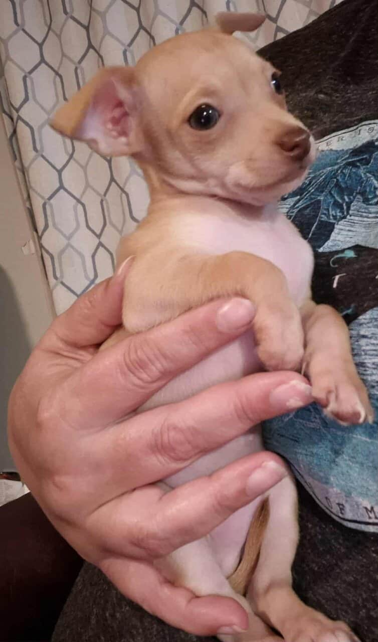 Rehoming Chihuahua Puppies image 13