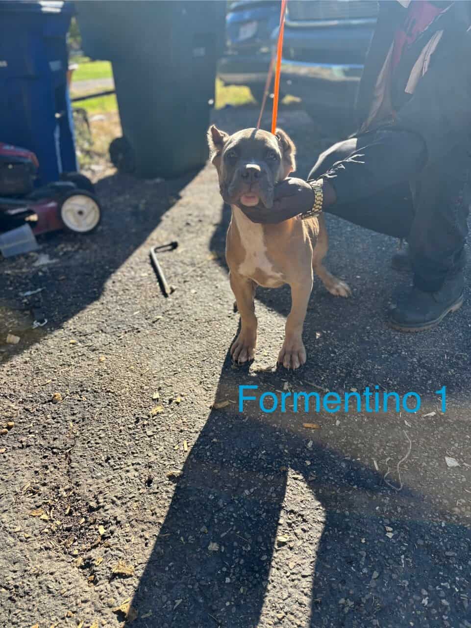 🏆 Loyal & Protective ICCF Cane Corso Puppies 🏆 image 1