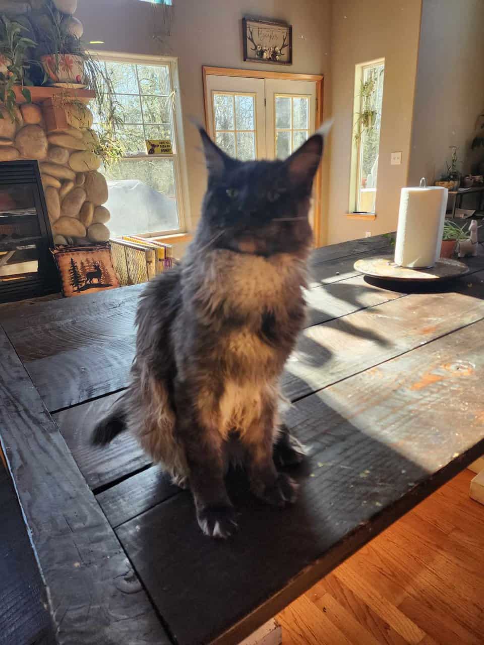Maine Coon Kittens image 3