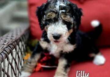 Bernedoodle pups available