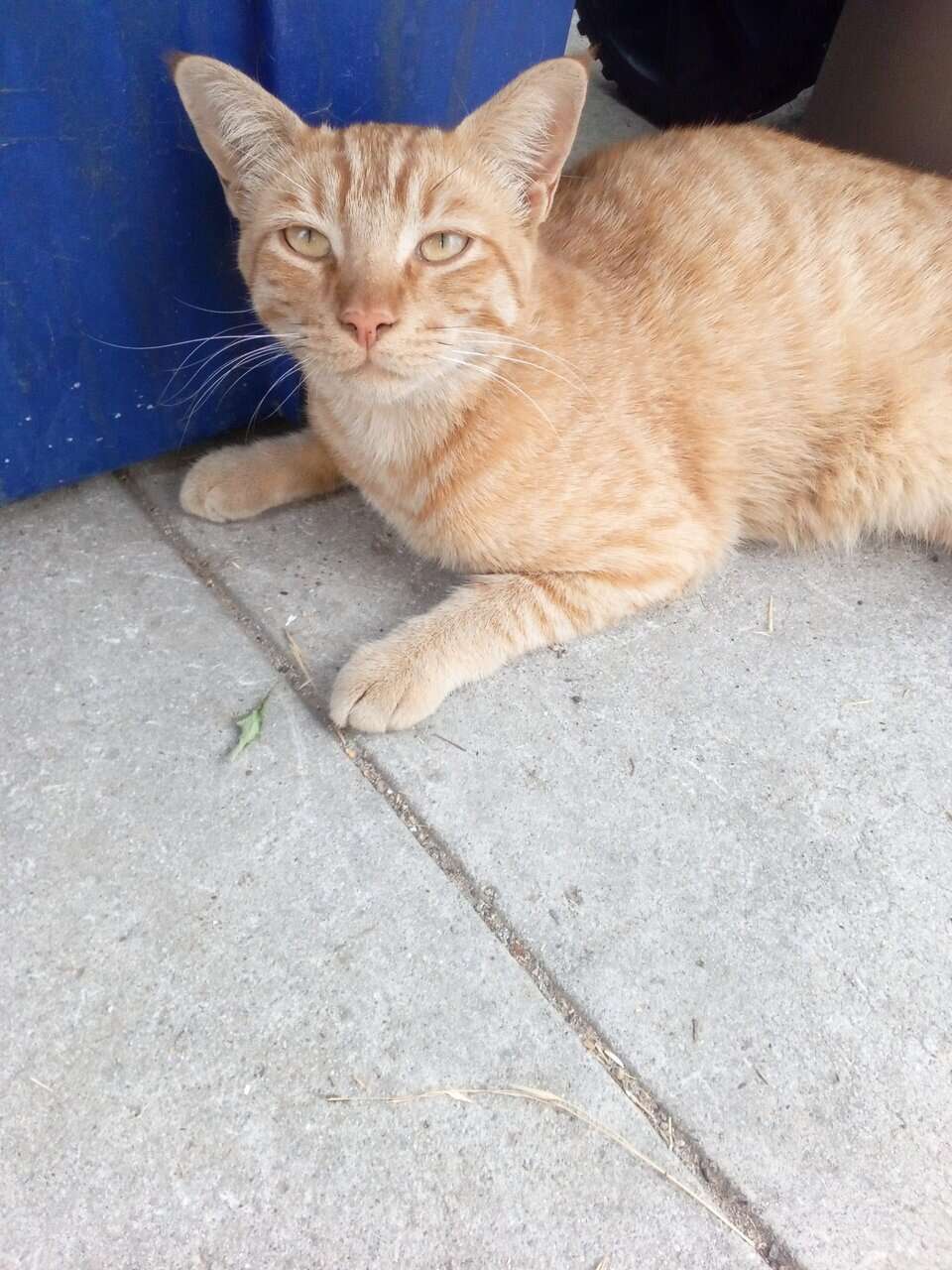 Orange neutered tabb cat needs loving inside home image 1