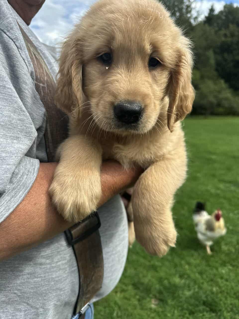 AKC Golden Retriever Puppies image 1