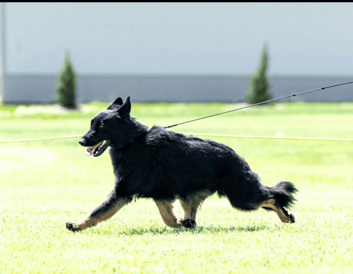 AKC Long Coat German Shepherd image 2