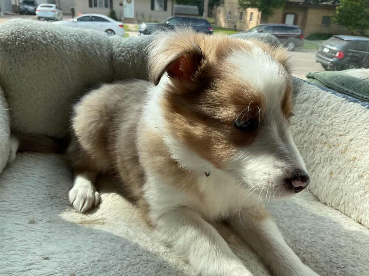 Shelties puppies image 3