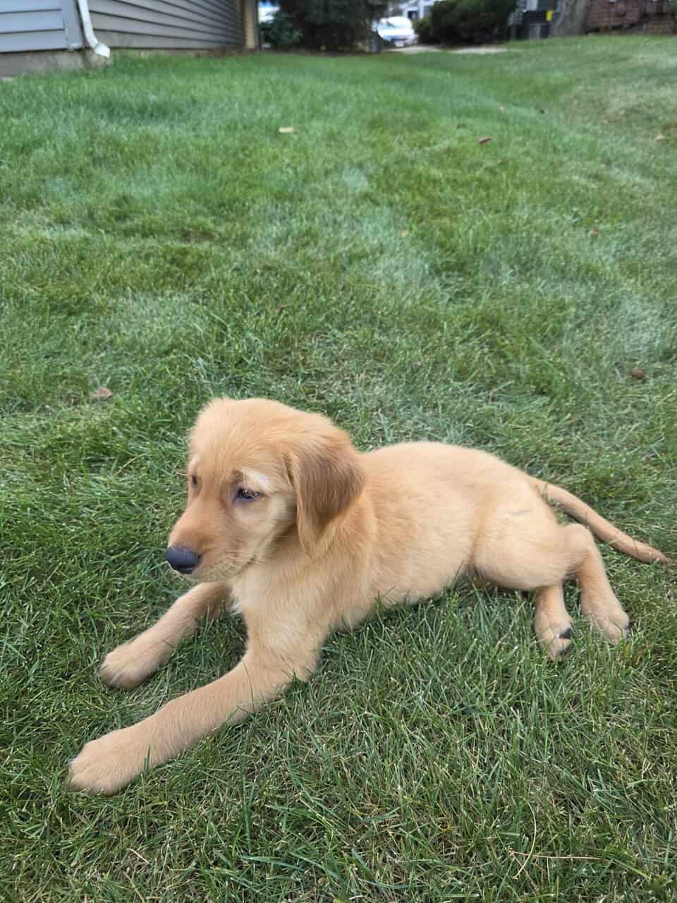 Golden retriever image 4